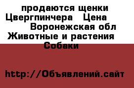 продаются щенки Цвергпинчера › Цена ­ 15 000 - Воронежская обл. Животные и растения » Собаки   